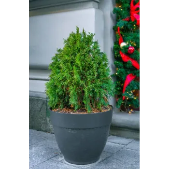 Bonsai Plants